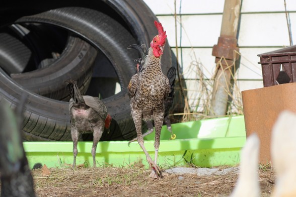 Loss.jpeg, a scruffy crele cockerel, is walking towards the viewer. The motion of his long, skinny legs combined with the opposing curve of his comb and wattles make him particularly elegant. To his left, Levi the silver blue cock, is facing away from the viewer, bent over, with his pink cloaca clearly visible as a result of being scantly feathered.