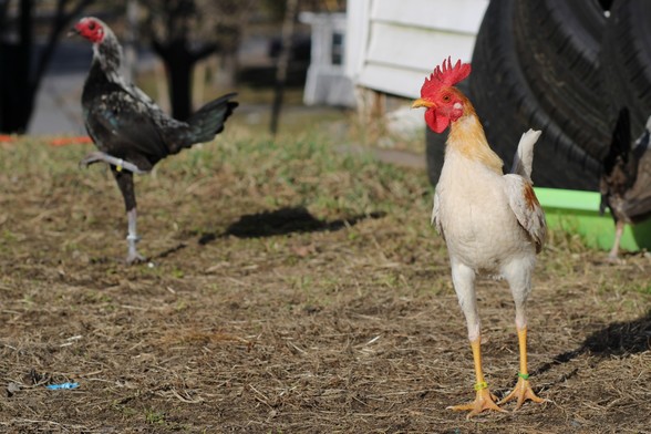 Lyle the red pyle cockerel stands in the foreground to the left, his body turned towards the viewer but his head turned to his right. Leo the silver birchen cock can be seen in the background behind Lyle, standing on one leg and facing the same direction as Lyle.