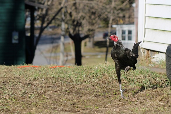 Leo the birchen modern game bantam cock stands on one leg to the right of the scene. He dutifully looks beyond the viewer. His mane is in poor condition.
