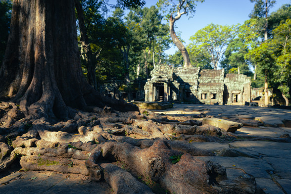 A down low view of tree roots that are growing over many parts of Angkor Wat