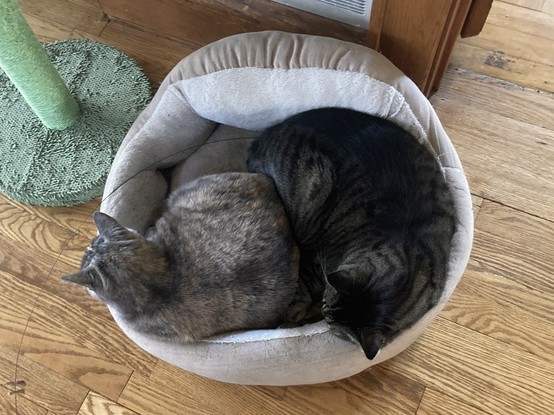 Two cats in a cat bed sleeping.
