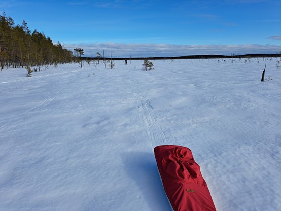 Luminen suo. Vasemalla metsää, kauempana hiihtäjä. Etualalla punainen ahkio.