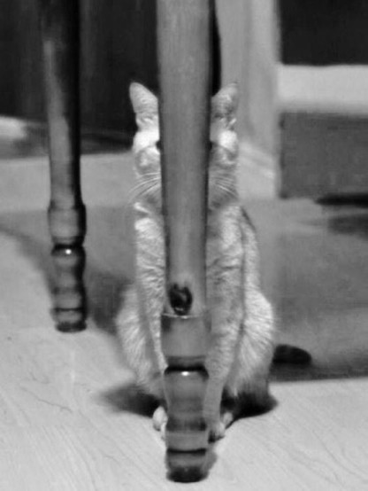 Eine Katze sitzt genau hinter dem Tischbein