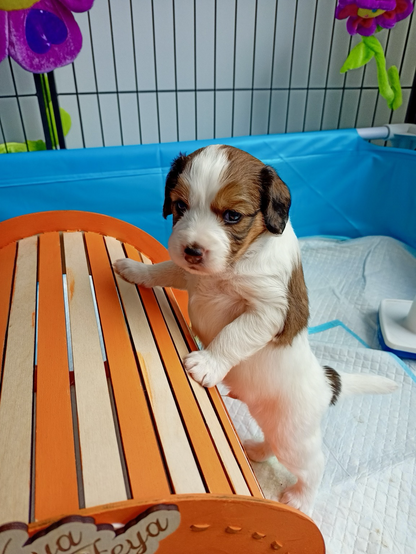 Kooikerhondje Veya Feya