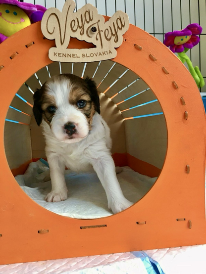 Kooikerhondje Veya Feya