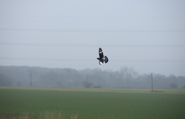 a pigeon flying across a field