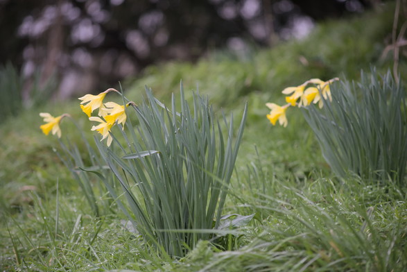 daffodils