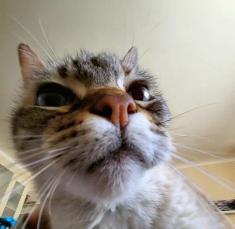 Portrait eines Katzenkopfes aus der Froschperspektive. Die rosa Nase bildet den Bildmittelpunkt. Der Kopf selbst ist in Fisheye-Lens Manier perspektivisch verzerrt.