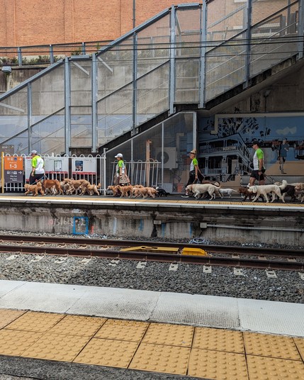 Four Dog Walkers walking many dogs each along a railway station platform. Yellow tiles. Red brick. Metal stairway. Train tracks.