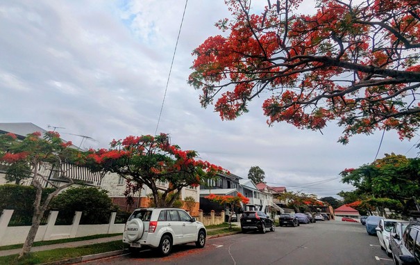 Street with Poinciana trees loaded with red flowers on both sides. There are lots of red petals on the street around the parked cars.