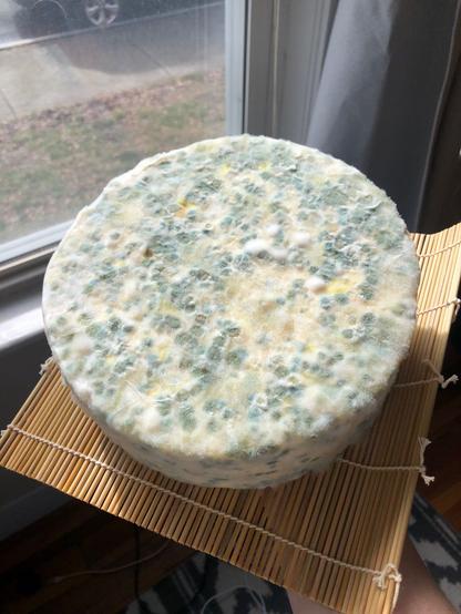 large round of cheddar lit by sunlight, held up on a reed mat. the surface is covered in dots of blue, white, and yellow mold.