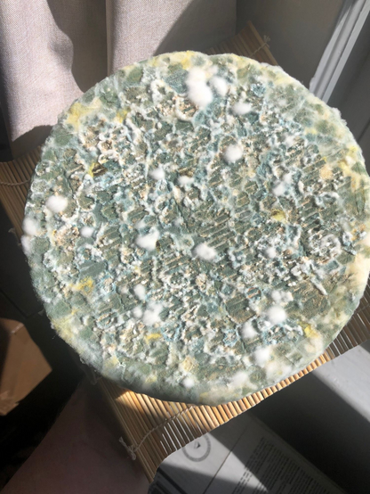 a large round of cheddar covered in mold. it is dominated by blue molds with some spots of white and yellow.