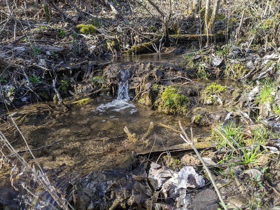 Photo of a small creek with moss and sticks we found on the trail.