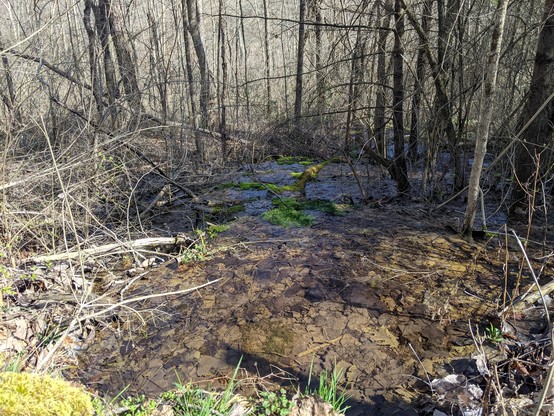 Another small creek we found on the other side of the trail we took looking down the hill the creek was flowing. With bare trees in the background.
