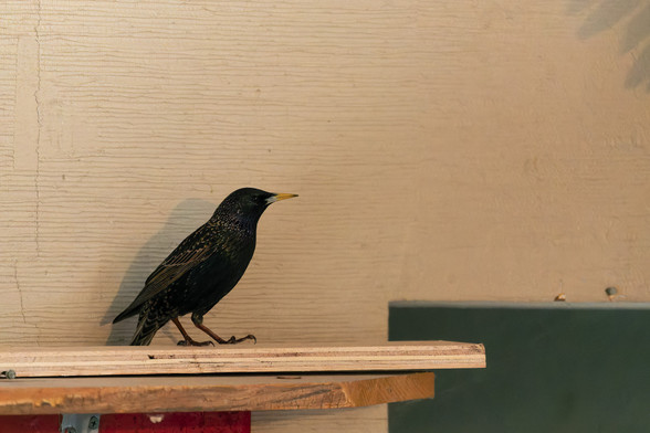 A dark bird is standing on a plywood board which is on top of a shelf near red and green rectangles and a textured walls and some shadows cast by an unknown object in the far upper right corner.

As for the bird it is a starling which is mostly dark but has a yellow beak and beautiful sparkly colored patches on its feathers