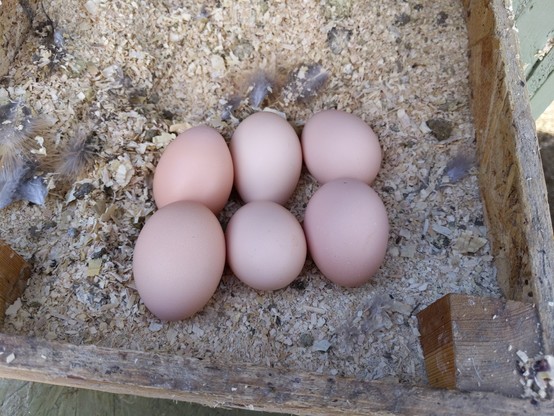 Person with about 15 hens brags about getting the 6 eggs shown in the photo in one day.

The six eggs are in a nest box that has pine shavings and various pieces of dried chicken things.