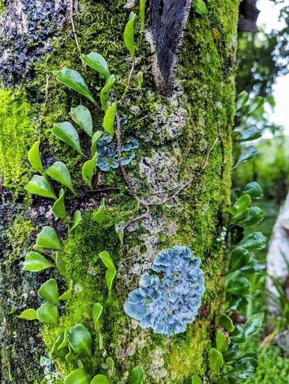 A poison trunk, with moss and small  epiphytes, and a roundish patch of blue lichen