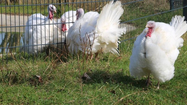 Die Puten Amelie, Anouschka, Luna & Cleo stehen an einem Zaun auf einer grünen Wiese und streiten sich.