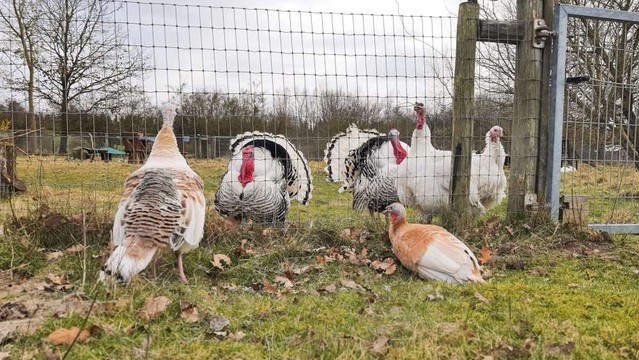 Die Puten Josefine und Gesa stehen vor einem Zaun zum Gehege von den Putern Justus & Aljosha