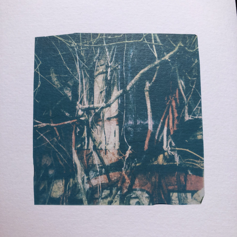 Tree branches entanglement and torn poster on a wall, double exposure photo. Polaroid emulsion lift.
