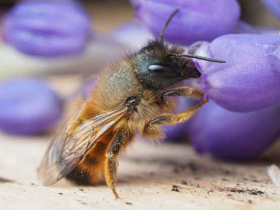 The red mason bee (Osmia rufa)
(c) Felix Fornoff