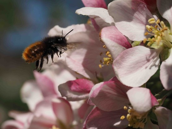 The European orchard bee (Osmia cornuta)
(c) Felix Fornoff