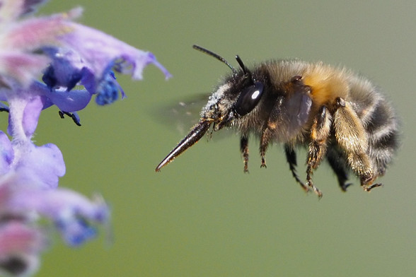 The hairy-footed flower bee (Anthophora plumipes). 
(c) Felix Fornoff