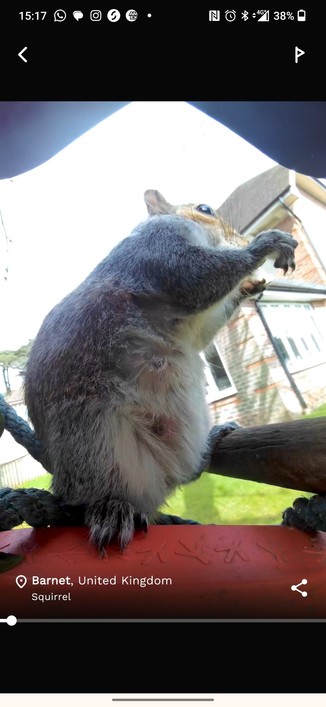 Screenshot of app. Squirrel in the UK.