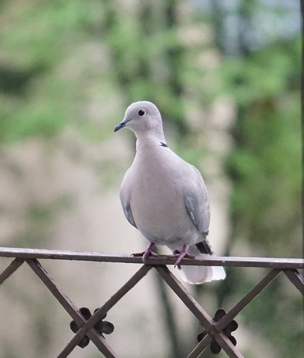 A pigeon sitting on the railing.