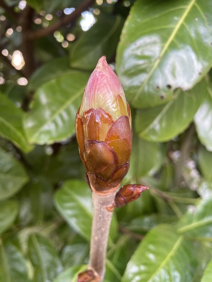 Thumb-sized bud of a horse chestnut starting to break. The bud had sticky, waxy brown scales and the new leaves, which are flushed pink, are just starting to break from the tip