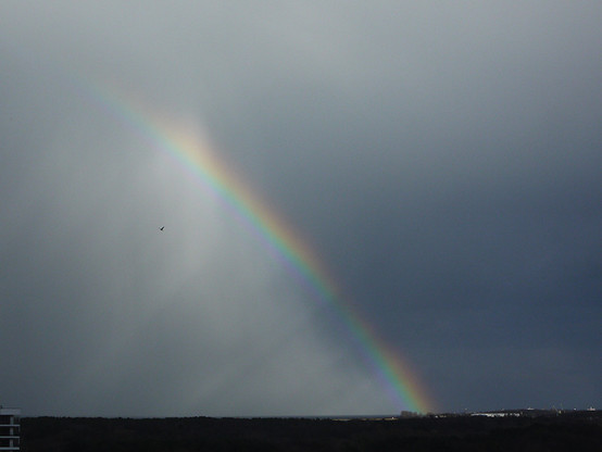 Szare niebo nad wąskim pasmem dalekich koron drzew przecięte piękną tęczą. Pod tęczą ledwo widoczny ptak. Za koronami drzew wąska kreska morza i fragment portu.