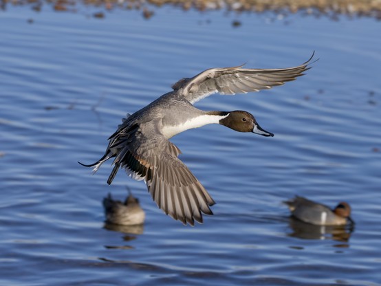 a male Northern Pintail is flying low over the water. In the background sitting on thewater, somewhat blurry, are two Green-winged Teals