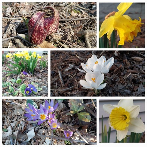Collage of six close up blooms from top left
Skunk Cabbage, Daffodils, white crocus, single cup pale yellow daffodils, small line of species crocus, low primrose in front of tete tete daffodils