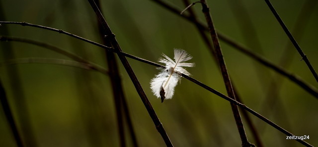 In Zweigen verfangen eine Feder, an ihr hängt ein verdorrtes Blatt