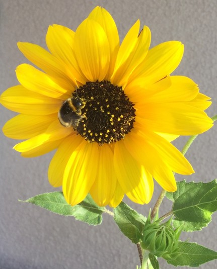 Eine Erdhummel sitzt auf einer kleinen Sonnenblume.