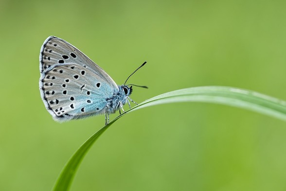 Mariposa con alas grises con pequeñas manchas negras. Su cuerpo y la zona más cercana son celestes.