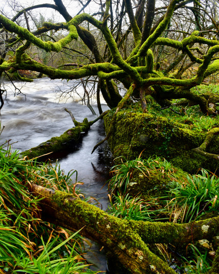 Mossy Medusa willows by the river Tavy.