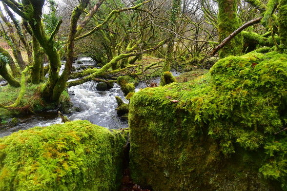 Mossy rocks and a stream