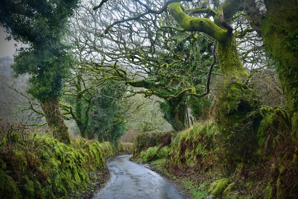 Lane down to Creason woods.