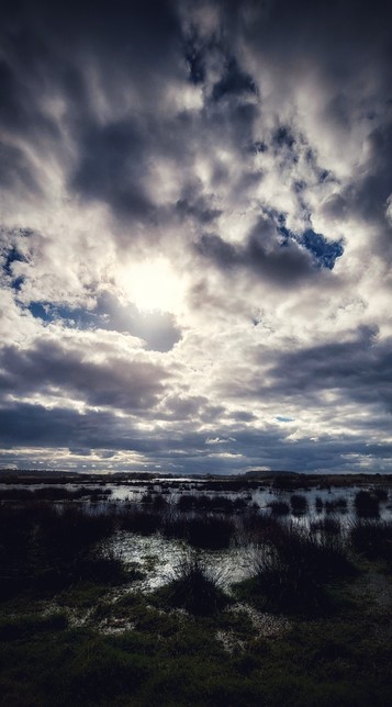 Marshland with tufts of reed stretching upwards to the horizon, echoed by tufts of cloud stretching downwards to the same horizon, and the sun coming out.