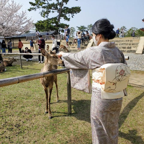 Aya-san bravely pets one of the park's many deer.