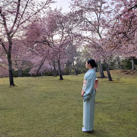 Late afternoon amongst the blossoms at Nara Park.