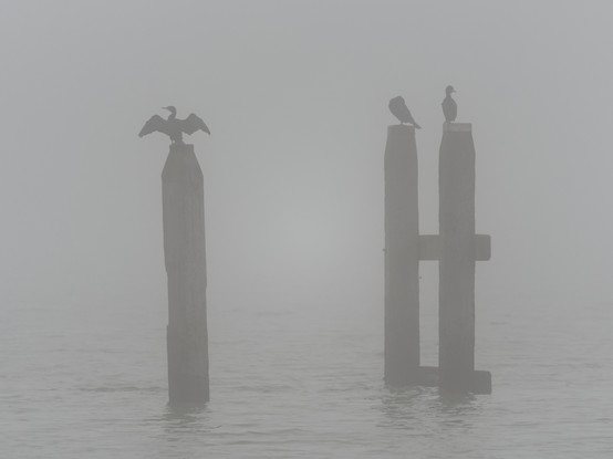 Drie meerpalen in de mist. Op elke paal zit een aalscholver. Een zit met gespreide vleugels, een zit de veren te poetsen en een kijkt opzij.