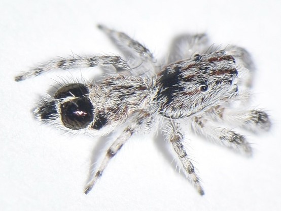Araña con abdomen con dos protuberancias negras.