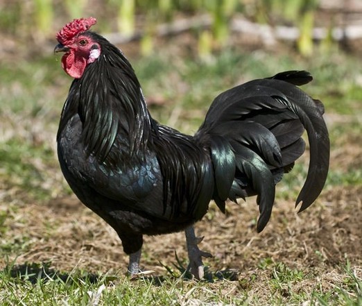 Photo of a black rooster strutting through a field.