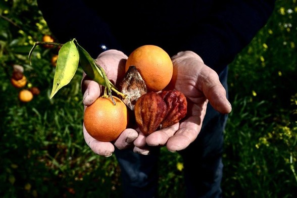A farmer displays damaged, dry oranges in an orange grove, February 26, 2024 in Lentini, Sicily. The fruit on the trees is much smaller than usual due to the drought. Regional authorities on the southern Italian island declared a state of emergency earlier this month, following the absence of the hoped-for winter rains. ALBERTO PIZZOLI / AFP
