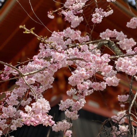 Cherry blossoms at Ninna-ji.