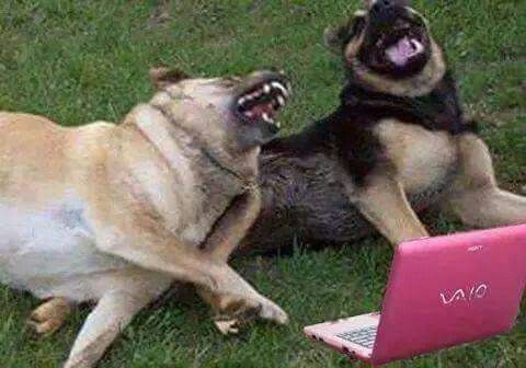 Two laughing dogs in front of a laptop.