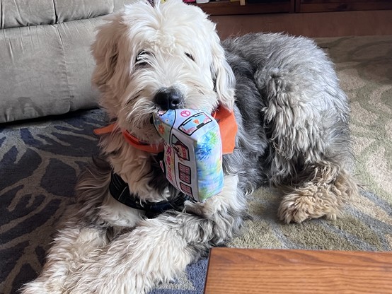 Murray poses with his new toy in his mouth, the WoofsWagon hippie bus! 