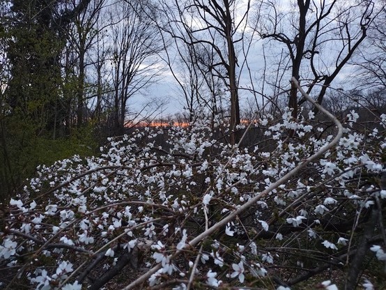 Photo: The top of a small weeping cherry tree covered in white blossoms is just below a strip of orange sky at dawn. There are some tall, bare tree trunks as well as some green foliage elsewhere in the background.